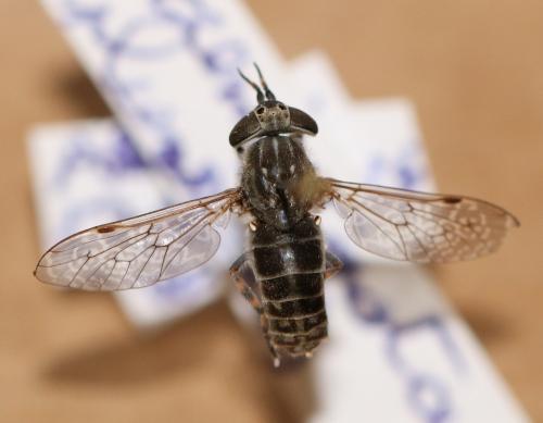Haematopota pluvialis